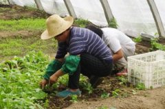 殖如家禽、养猪等也是常见的盈利路子